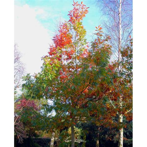 Quercus Rubra Red Oak