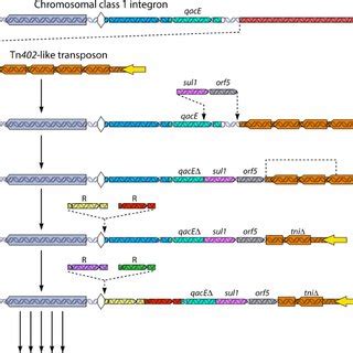 Acquisition of gene cassettes. Integrons acquire new gene cassettes by... | Download Scientific ...