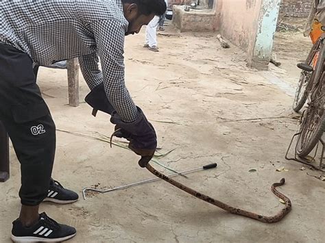 Black Head Rare Snake Found In Fatehabad फतेहाबाद में मिला काले सिर