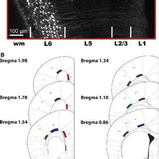 Developmental Age And Biological Sex Influence Muscarinic Receptor