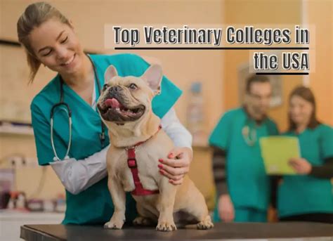 Top Veterinary Colleges in the USA - FreeEducator.com