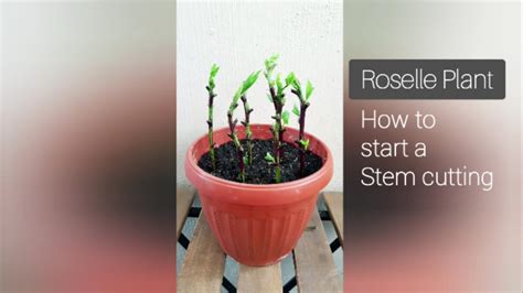 Roselle Plant How To Do A Stem Cutting Youtube