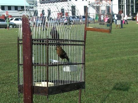 Picolet Surinaamse Zangvogels