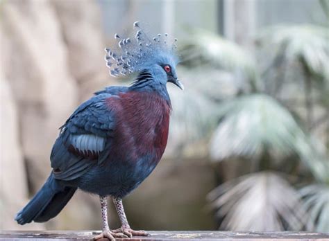 8 Victoria Crowned Pigeon Facts - Fact Animal