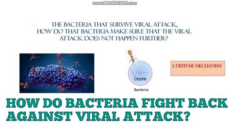 How do bacteria fight back against viral attack I Bacterial defense ...