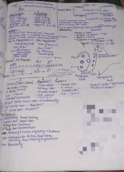 Neural Control And Coordination Short Notes Neet Notes Edurev