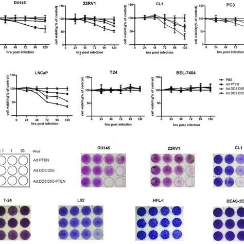 Prostate Cancer Specific Cytotoxicity Of Ad DD3 D55 PTEN A MTT Assay