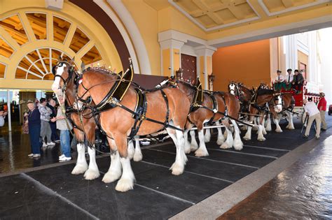 Clydesdale Horses Budweiser