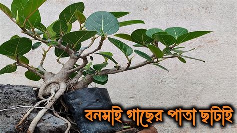 Ficus Benghalensis Bonsai Defoliation Youtube