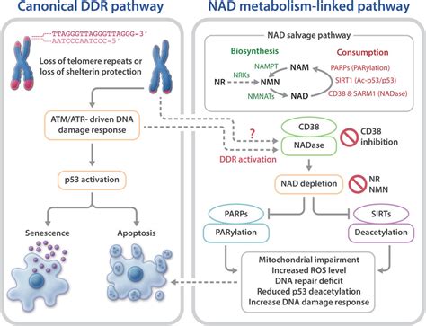 Frontiers Nad Linked Metabolism And Intervention In Short Telomere