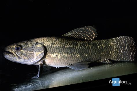 Hoplias Die Wahren Monster Aus Dem Amazonas Aqualogde