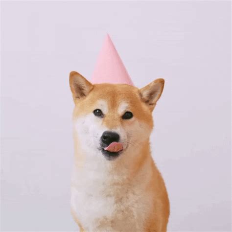 Happy Birthday Dog GIF