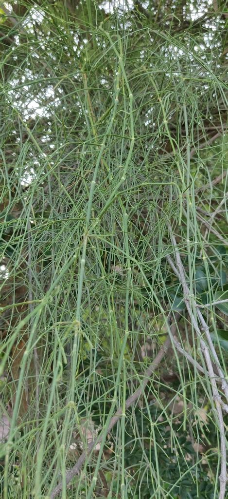 Ephedra Foliata From Hm Chi Chandpol Jodhpur Rajasthan