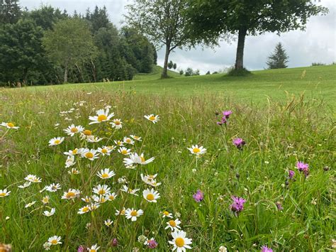 Offener Garten in Bülkau Netzwerk Blühende Landschaft