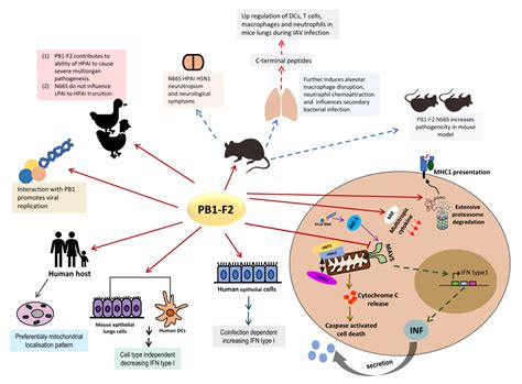 Viruses Free Full Text The Effects Of Genetic Variation On H7n9