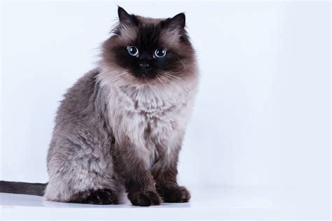 20 Most Expensive Cat Breeds In The World Thecrazycats