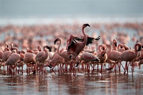 Lago Natrón Tanzania Aguas Rojas Que Convierten Animales En Piedra