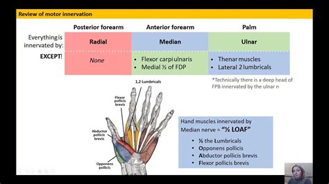 Lumbricals Innervation