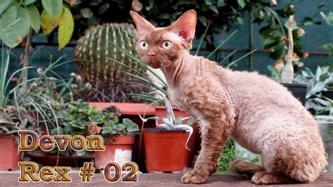 Devon Rex Cat Female Cinnamon Solid Color YouTube