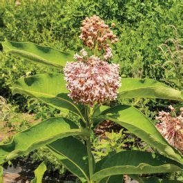 Common Milkweed - Flowers And Bulbs | Veseys