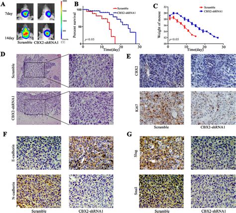 Knockdown Of Cbx Repressed Tumor Growth In Vivo A Fluc