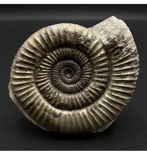 Fossils For Sale Fossils Uk British Lower Jurassic Upper Lias