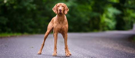 The Vizsla Breed Facts And Temperaments Pet Side