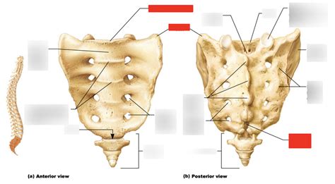 9.18- sacrum and coccyx Diagram | Quizlet