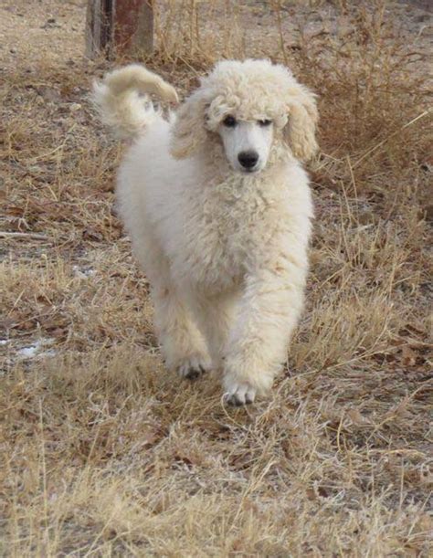 Poodle Colors Poodle Club South Australia