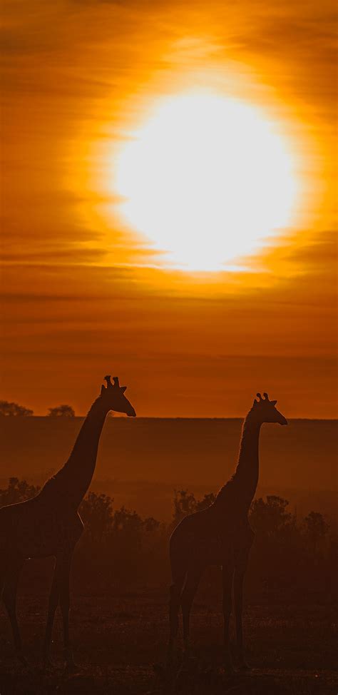 1440x2960 Giraffe Silhouette Samsung Galaxy Note 9,8, S9,S8,S8+ QHD ,HD ...