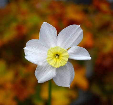 水仙花 花 植物 Pixabay上的免费照片 Pixabay