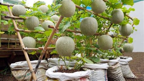 Cara Menanam Melon Dari Biji Di Polybag Dan Di Tanah