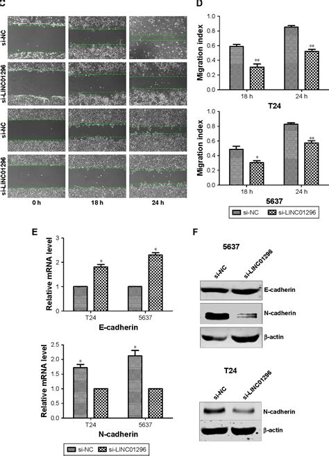 Figure From Long Noncoding Rna Linc Promotes Cancer Cell