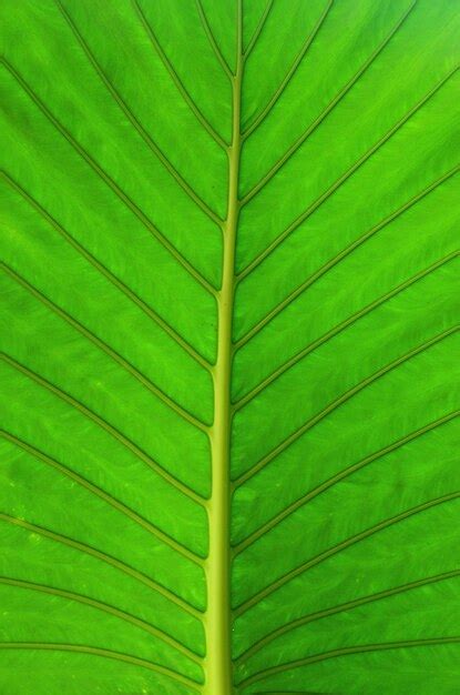 Textura Da Folha Verde Foto Premium