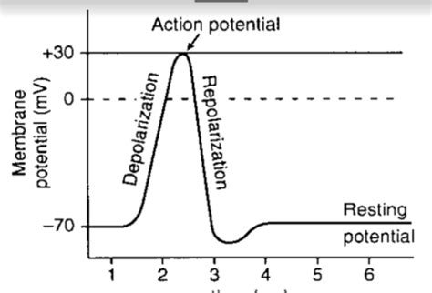 Action Potential Flashcards Quizlet