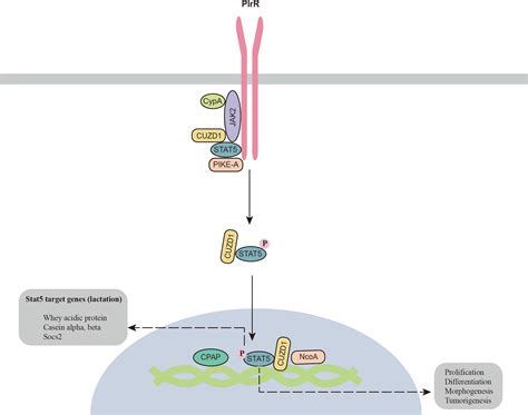 Frontiers Regulation Of The Jak Stat Pathway By Signaling Molecules