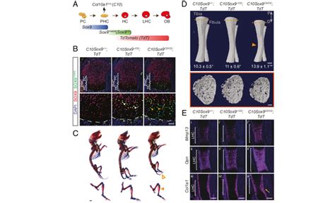 Conditional Activation Of Sox9 Y440X In PHCs And HCs Induces Mild