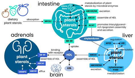 Nutrients Free Full Text Diversity Of Plant Sterols Metabolism The Impact On Human Health