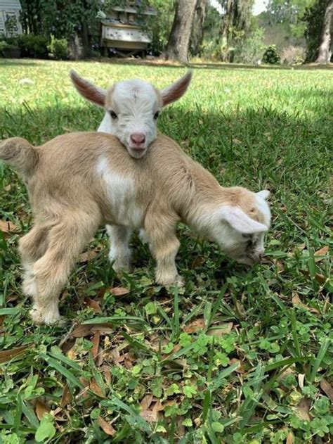 40 Images Of Adorable Goats Relaxing, Posing, Or Just Lounging