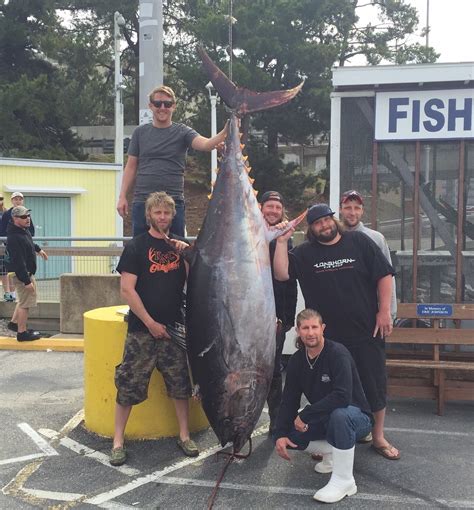 Bluefin Tuna Record Size