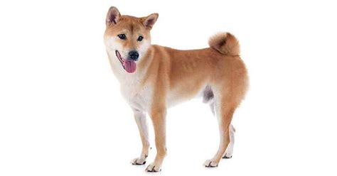 250+ Shiba Inu Names - [The Ultimate List] - My Dog's Name