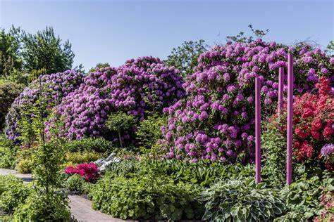 Rhododendren Sorgen F R Bl Tenmeer Im Ammerland Am Kommenden