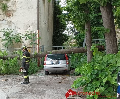 L Albero Cade E Piomba Su Un Auto In Sosta Cronache Ancona Cronache