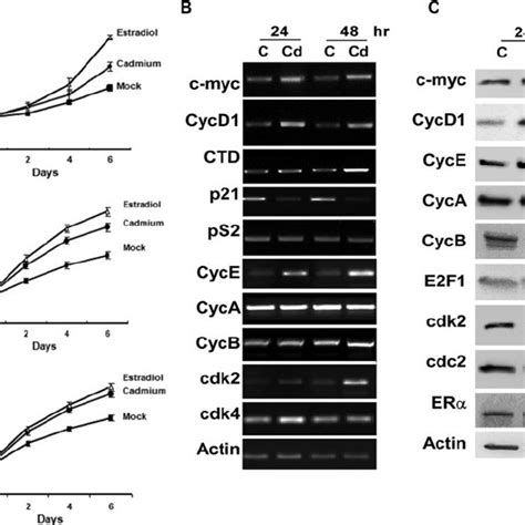 Cd induced ER ϩ breast cancer cell proliferation and gene expression