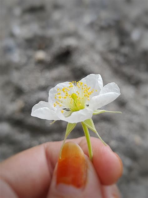 Las Flores Blancas Tienen Pistilos Amarillos Que Atraen A Las Abejas A