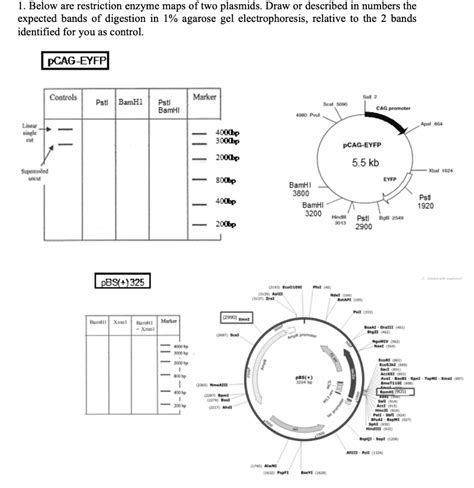 Solved Below Are Restriction Enzyme Maps Of Two Plasmids Draw Or