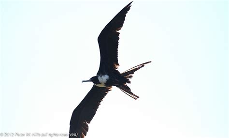 Frigatebird Magnificent Fregata Magnificens Female In Flight