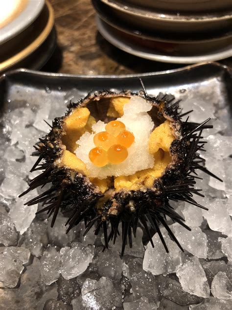 Sea Urchin Food