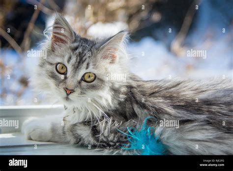 Animaux Hypoallergéniques Banque De Photographies Et D’images à Haute Résolution Alamy