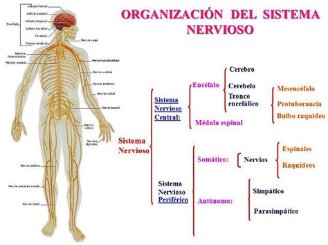 CONOCE TU CUERPO SISTEMA NERVIOSO